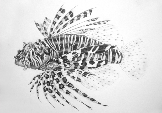 [BB03.1  Pterois volitans.jpg] - This image is currently selected.